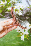 Single French Twist Claw Clip - Thick Hair
